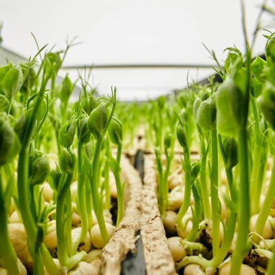 close-up-of-tighly-packed-pea-seedlings-growing-in-2025-04-05-04-46-04-utc-1Resized.jpg