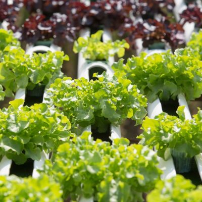hydroponics-method-of-growing-plants-using-mineral-2025-02-12-18-41-07-utc.jpg
