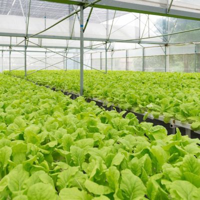 organic-vegetables-2025-03-31-17-42-11-utc-1Resized.jpg
