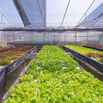 row-of-fresh-vegetable-salad-garden-plant-industry-2024-10-22-03-56-59-utcResized.jpg